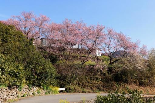 高知県須崎市 桑田山の雪割桜 高知県須崎市 桑田山の雪割桜 雪割桜,桑田山,須崎市の写真素材