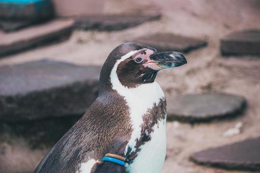 ペンギン ペンギン ペンギン,動物,鳥の写真素材
