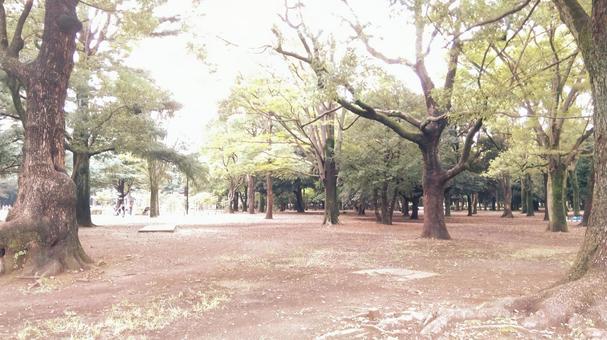 代々木公園 代々木公園の写真