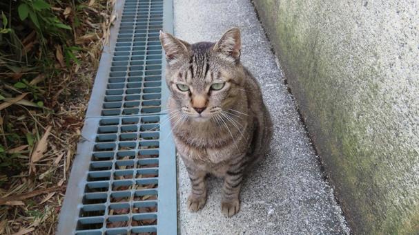 狛犬のようにお座りしているもふもふな猫様 猫,キジトラ,お座りの写真素材
