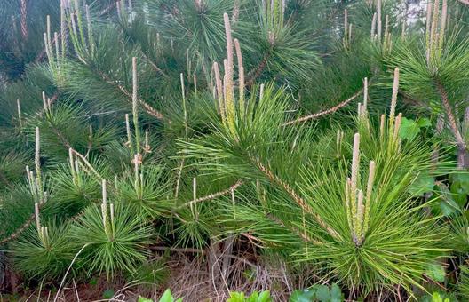 松 松,自然,背景の写真素材