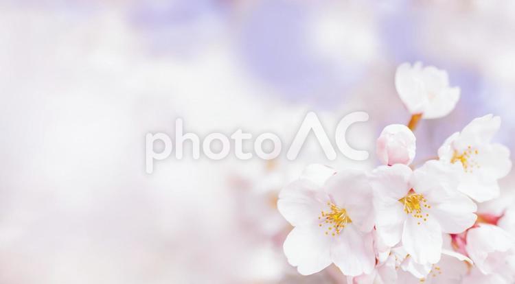 春の満開の桜の背景画像 さくら,春,桜の写真素材