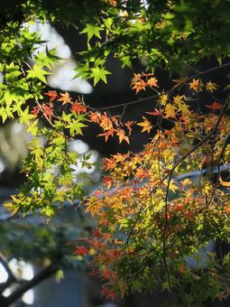 モミジの紅葉 モミジの紅葉の写真