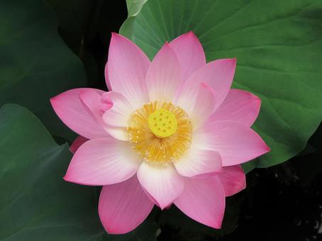 Photo, a lotus, lotus, red lotus, 