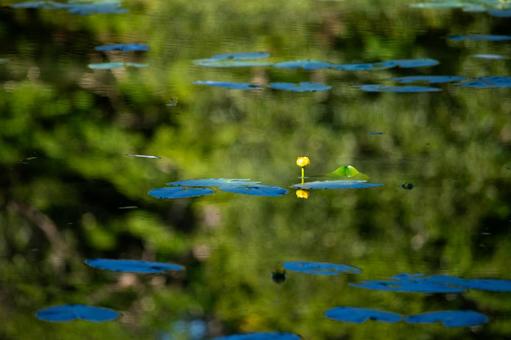 コウホネ咲く静かな大沼公園 コウホネ咲く静かな大沼公園 大沼,コウホネ,沼の写真素材