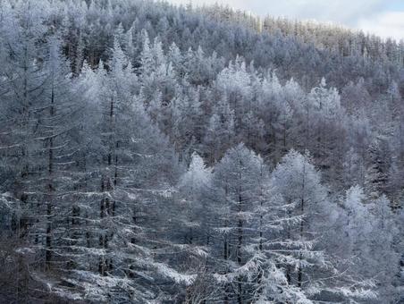 冬の入笠山の霧氷 冬の入笠山の霧氷の写真