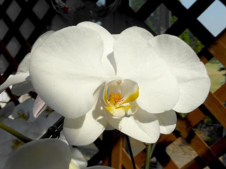 大船フラワーセンター温室内の白い胡蝶蘭 大船フラワーセンター温室内の白い胡蝶蘭 胡蝶蘭,ラン,花の写真素材