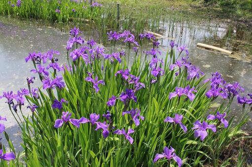 カキツバタ・杜若　咲く風景 カキツバタ,草花,修景の写真素材