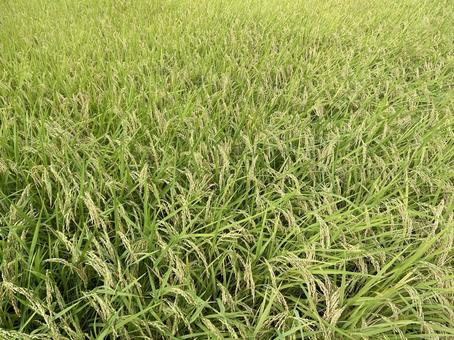 田んぼの稲穂 1 田んぼの稲穂 1の写真