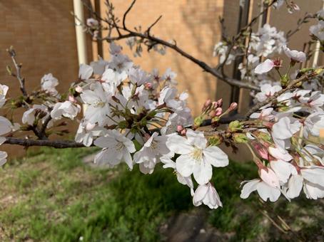 cherry blossoms, JPG cherry blossoms, JPG