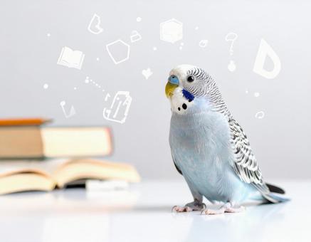 鳥と学ぶ 鳥と学ぶの写真