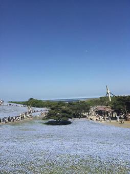 国営ひたち海浜公園のネモフィラ 国営ひたち海浜公園のネモフィラの写真