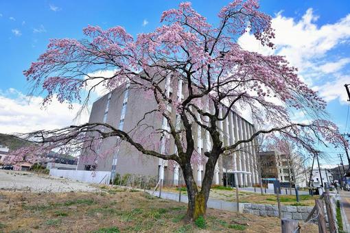 しだれ桜 しだれ桜の写真