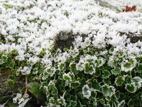 霜の降りた庭の草　イギリス 霜,冬,寒いの写真素材