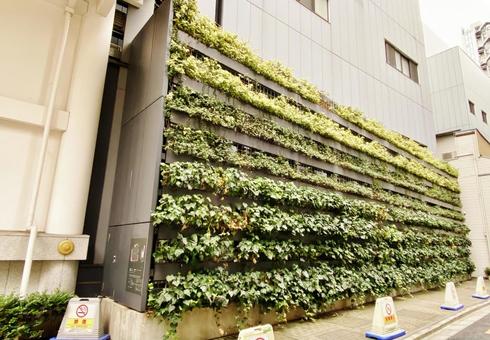 歌舞伎座裏の壁面緑化 歌舞伎座裏の壁面緑化 歌舞伎座,歌舞伎座ビル,壁面緑化の写真素材