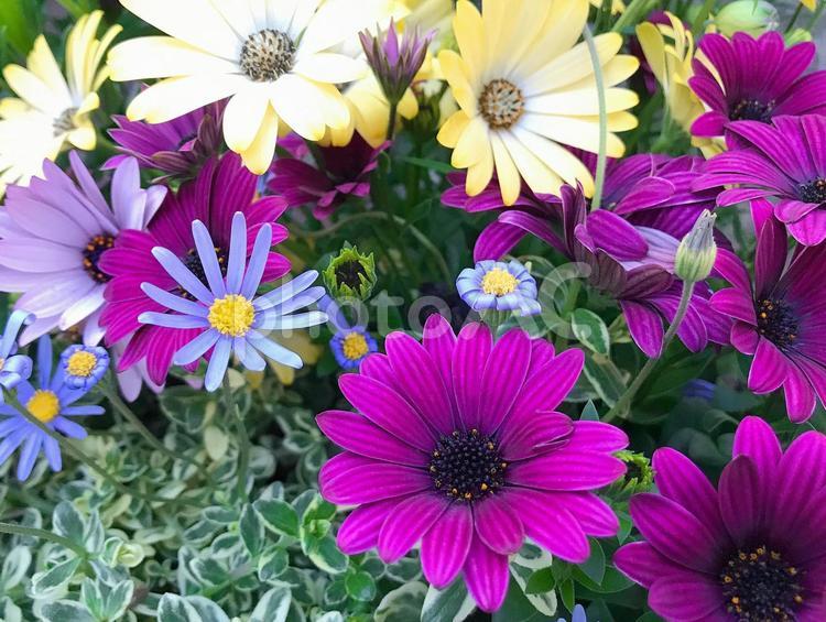 色とりどりの4月の花【32】 4月,かわいい,たくさんの写真素材