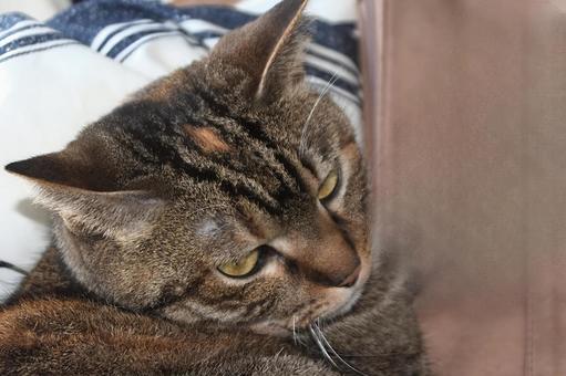猫 猫 猫,ペット,かわいいの写真素材