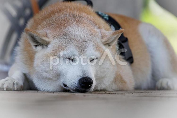 夏のお散歩休憩中（柴犬） 犬,柴犬,中型犬の写真素材