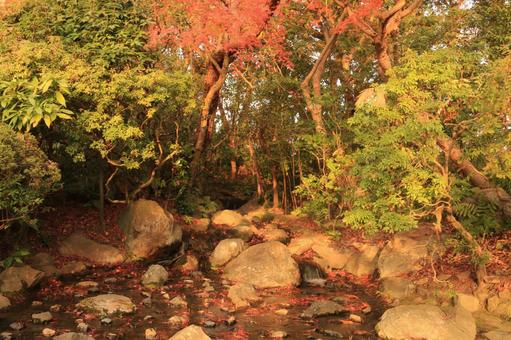 もみじとちっちゃな川 もみじとちっちゃな川の写真