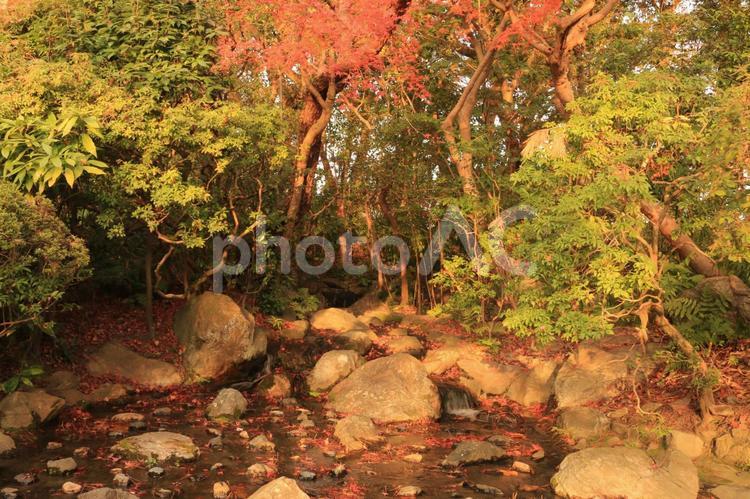 もみじとちっちゃな川 秋,もみじ,川の写真素材