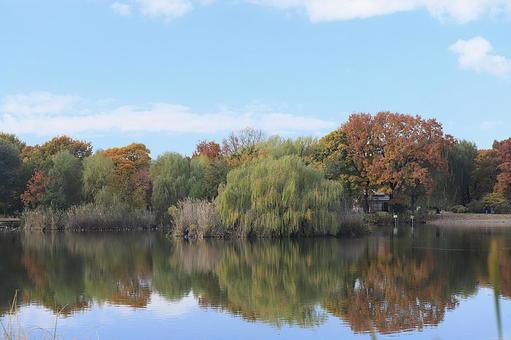 舎人公園　紅葉の写真