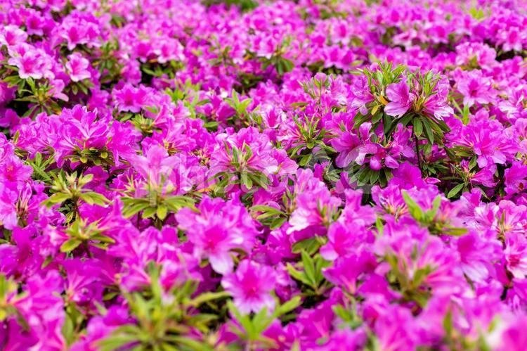 つつじの絨毯 つつじ,花,ピンクの写真素材