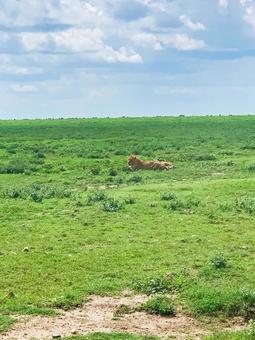 サファリの日常 アフリカ,サファリ,タンザニアの写真素材