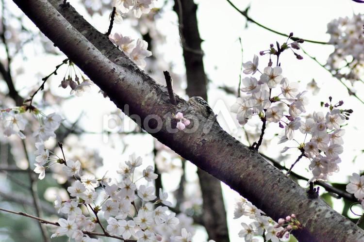 ソメイヨシノ 桜の木 桜,コゲラ,模様の写真素材