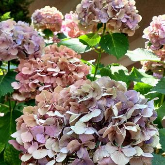 Autumn Hydrangea, JPG