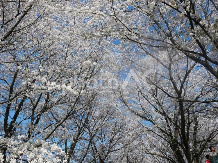 サクラ　桜　さくら② 桜,木,花の写真素材
