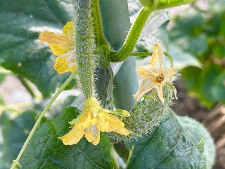 Cucumbers from my home garden have borne fruit and flowers too (side view), JPG