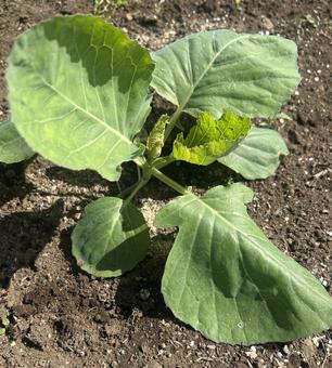 市民農園のキャベツの栽培 市民農園のキャベツの栽培 キャベツ,野菜,やさいの写真素材