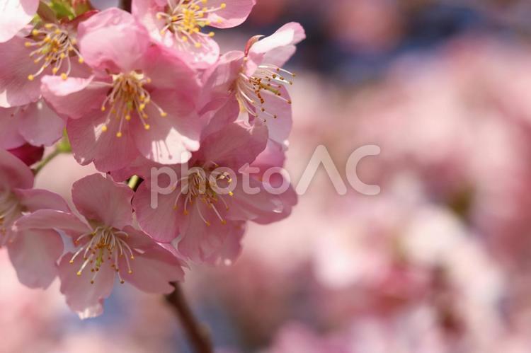 桜 春,桜,さくらの写真素材