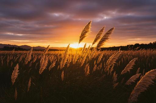 夕日に染まるススキの草原と秋の空 夕日に染まるススキの草原と秋の空の写真