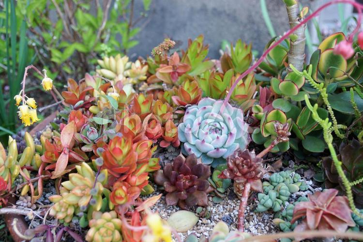 多肉植物の寄せ植え 多肉植物,寄せ植え,花壇の写真素材
