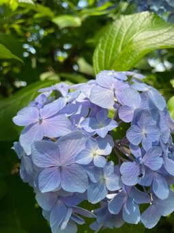 Hydrangea, JPG