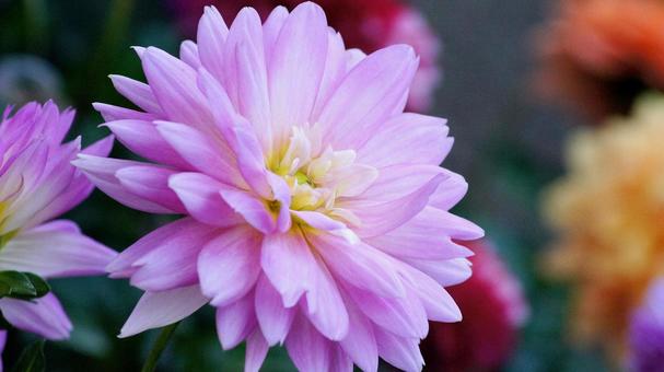 秋のダリア園-856の写真