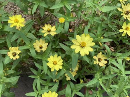 ジニア 花 ジニア 花の写真