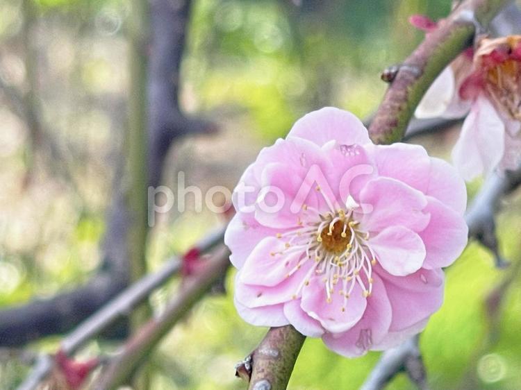 満開に咲いた冬の美しい梅の花 梅,観梅,つぼみの写真素材