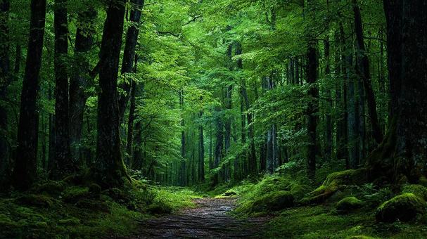 広がる緑の絨毯 広がる緑の絨毯の写真