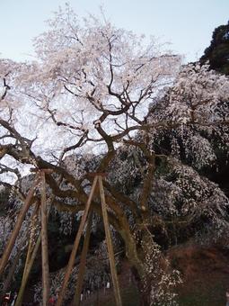 桜 桜の写真