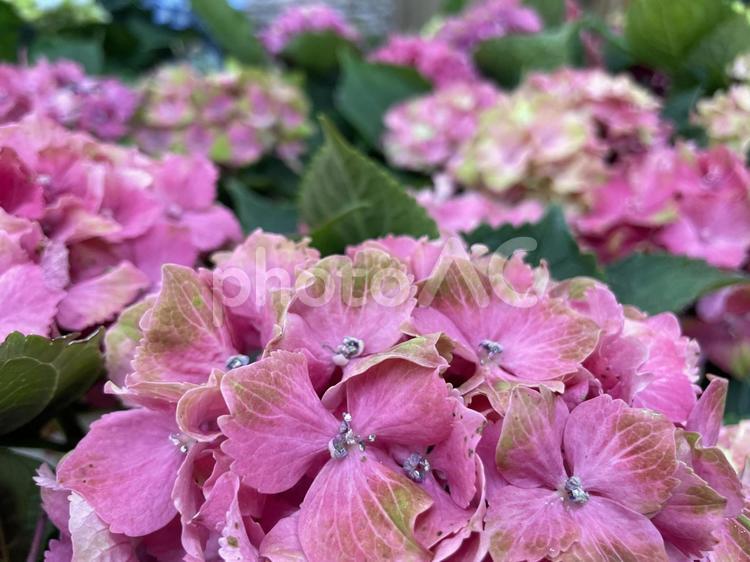 ピンク色のアジサイ アジサイ,紫陽花,あじさいの写真素材