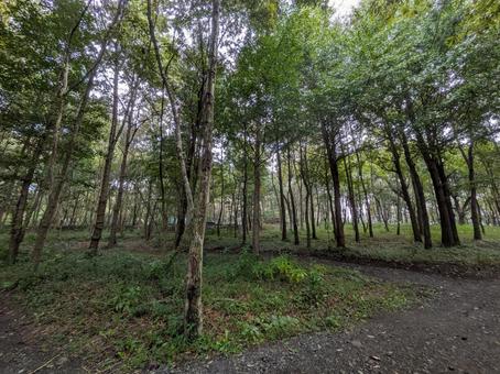 深い森 自然,森,木の写真素材