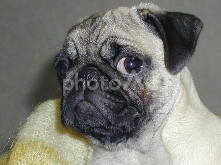 パグの気取った表情 パグ,犬,ペットの写真素材