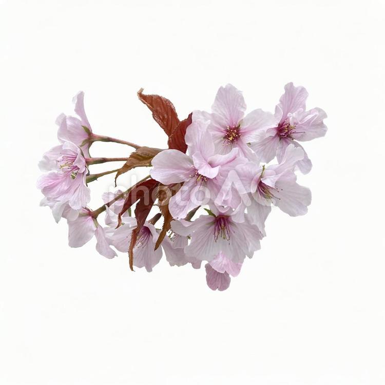 画像素材　桜 桜,ピンク,切り抜きの写真素材