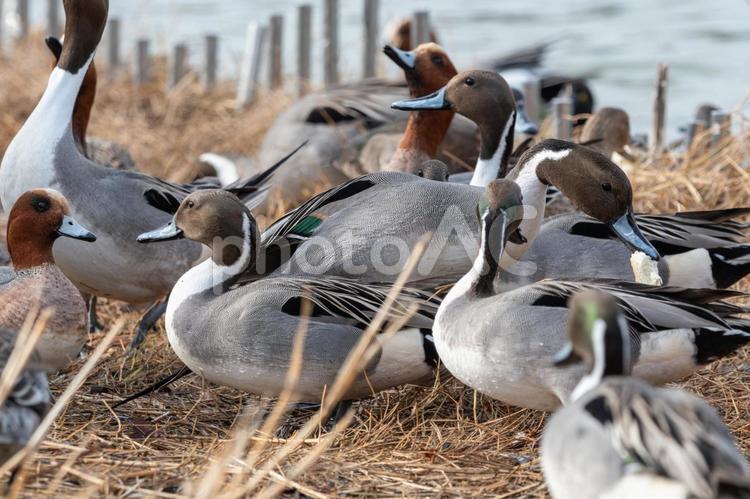 オナガガモの群れ オナガガモ,カモ,水鳥の写真素材