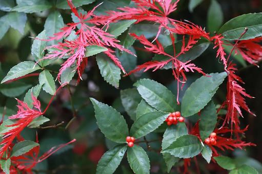 もみじ落ち葉と万両 植物,もみじ,紅葉の写真素材