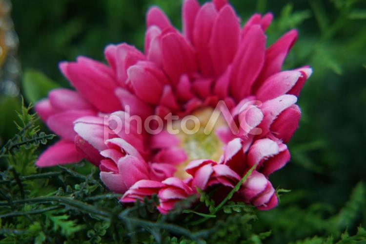 造花と庭のイメージ ファンタジー,庭,ビンの写真素材