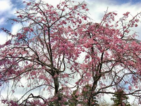 清水公園の桜-48 清水公園の桜-48 清水公園,千葉県野田市,桜の木の写真素材