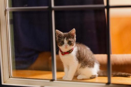窓辺の子猫 窓辺の子猫 マンチカン,猫,子猫の写真素材